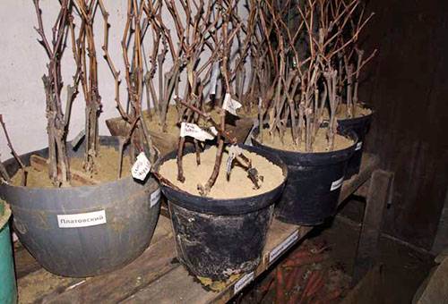 Boutures de raisin dans le sable