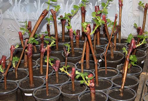 Plants de raisin enracinés