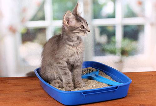 Chaton dans un plateau