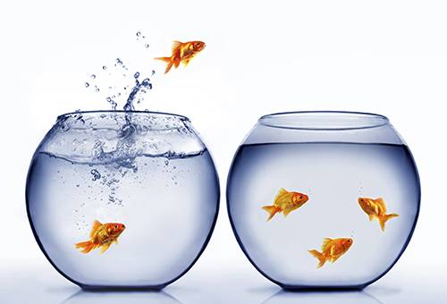 Poisson rouge sautant d'un aquarium