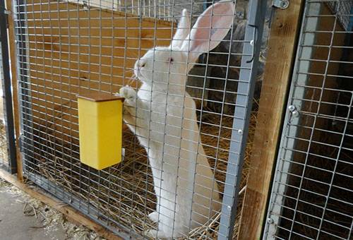 Lapin dans une cage