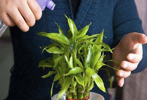 arrosage de bambou décoratif