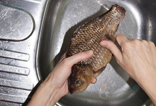 Nettoyer le crucian des écailles