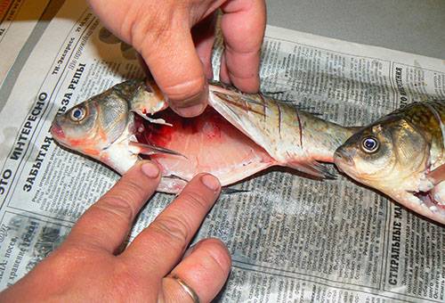 Nettoyer le crucian de l'intérieur