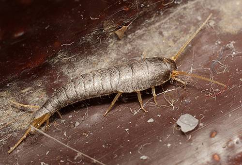 Débris dans les débris de construction