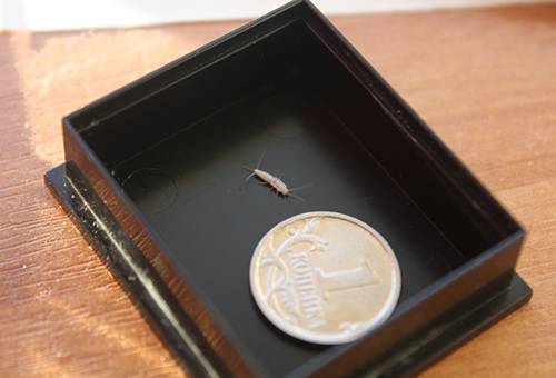 Cheshuinitspa dans une boîte avec une pièce de monnaie