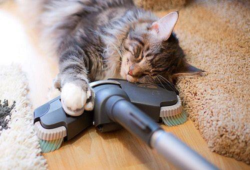 chat et aspirateur