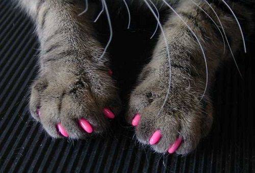 embouts en silicone pour chats