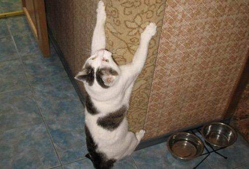 chat raye les meubles