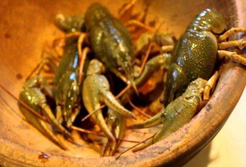 écrevisses vivantes