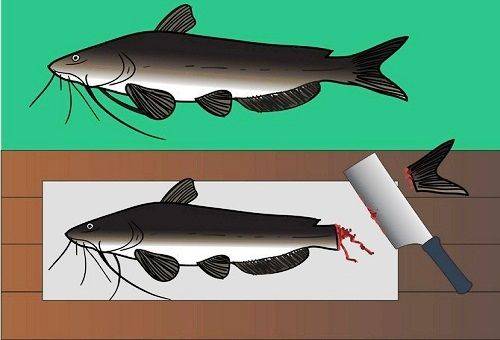 coupe de queue de poisson-chat