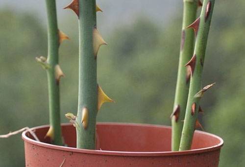 Boutures de roses dans un pot