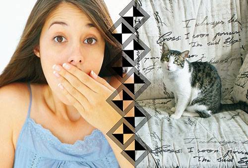 Le chat a écrit sur le canapé