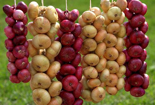 Séchage des oignons après la récolte