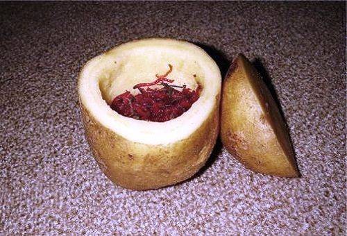 vers de vase dans les pommes de terre