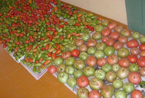 tomates immatures posées sur le sol