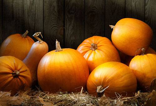 Citrouilles dans la grange