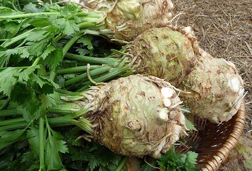 Racine de céleri récolte