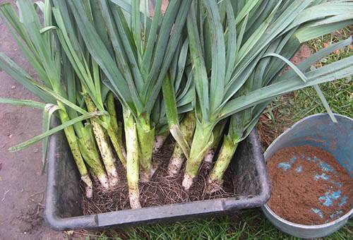 Récolte de poireaux pour l'hiver