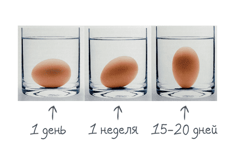 vérification de la fraîcheur des œufs