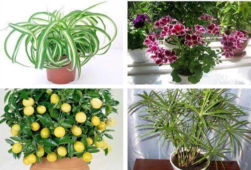 plantes d'intérieur