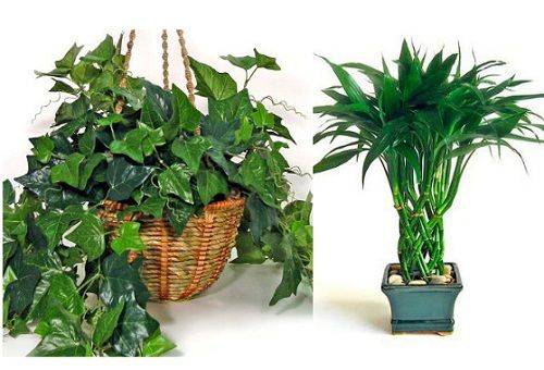 Ivy English et Dracaena