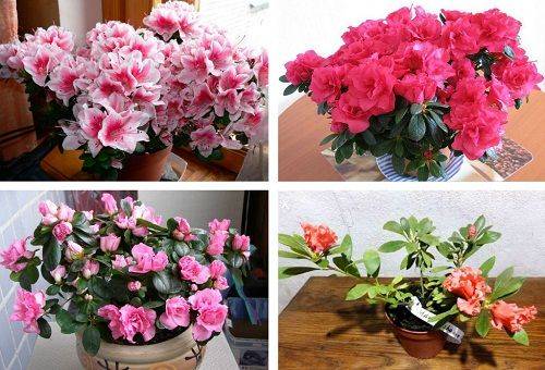 azalées intérieures
