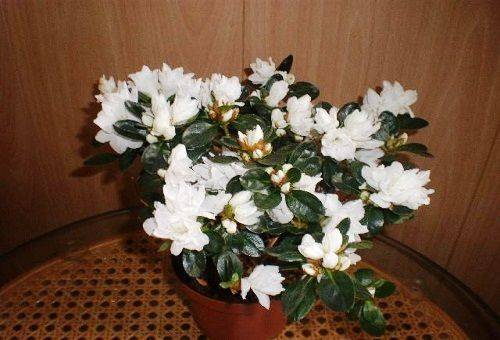 azalée intérieure blanche
