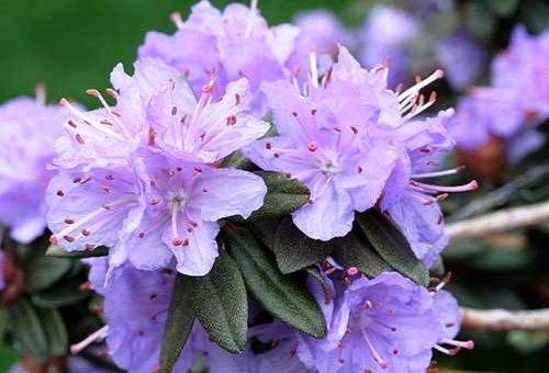 azalée lilas