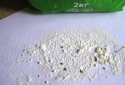 insectes dans la farine