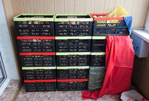 Stockage des pommes de terre dans des boîtes en plastique