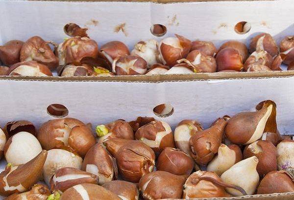 Bulbes de tulipes dans une boîte