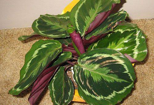 feuilles de arrow root