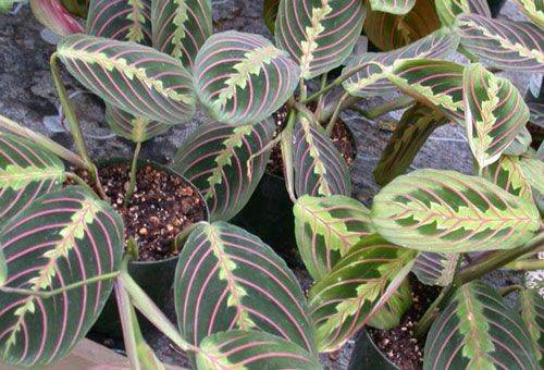 feuilles de arrow root