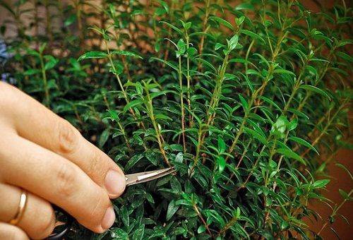 taille de la branche de myrte