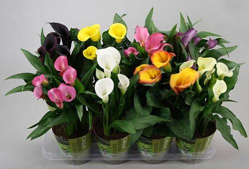 Lys calla en fleurs