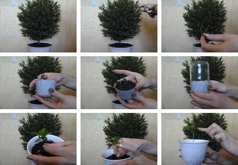 Transplantation et reproduction de myrte