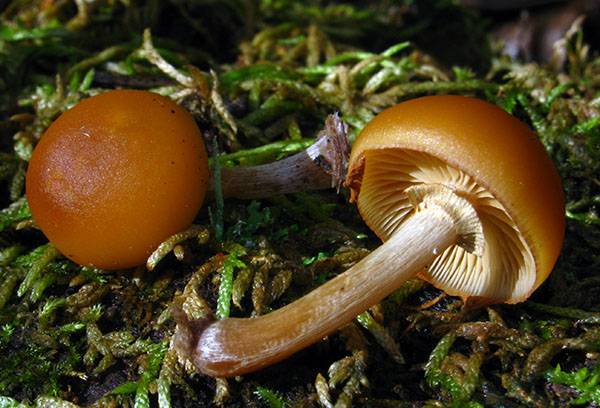 Galerina tranchant