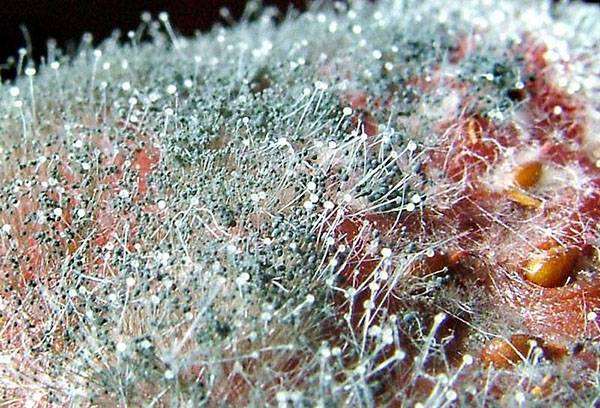 Moisissures aux fruits secs