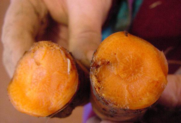 Larve de mouche carotte