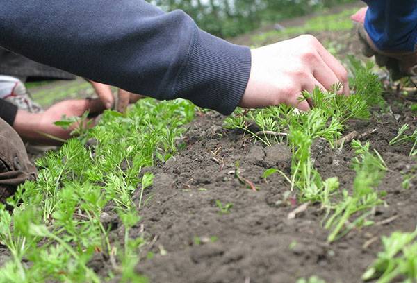 Soins au lit de carotte