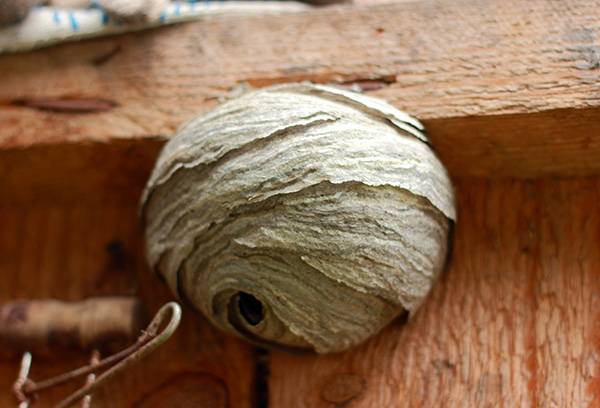 Grand nid de frelons