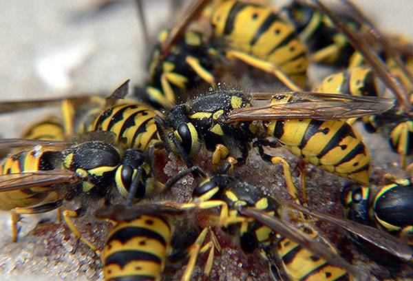 Les guêpes ont afflué à l'appât