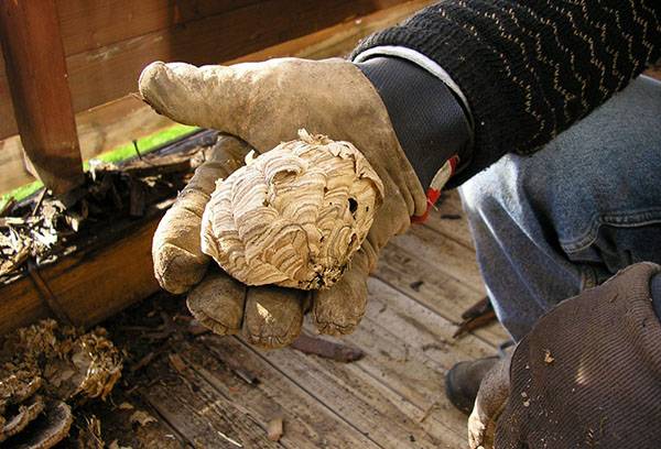 Détruire un nid de tremble