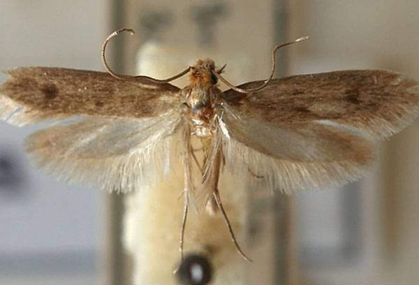 Teigne des vêtements