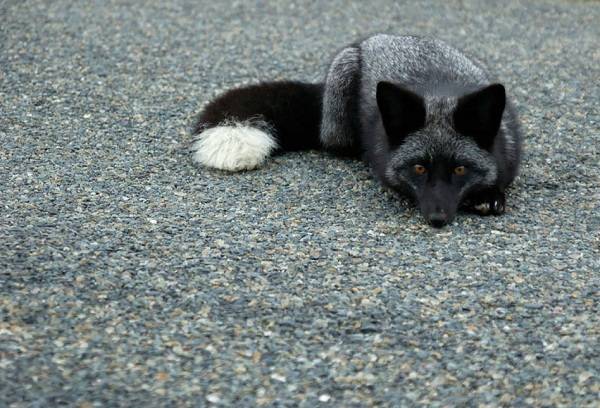 renard renard argenté