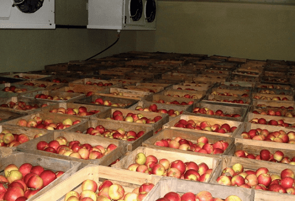 pommes dans des caisses