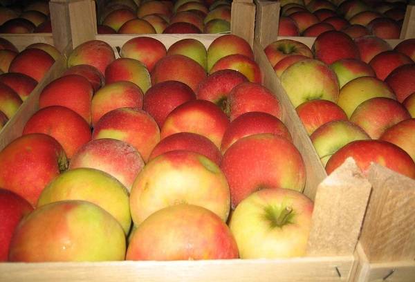 pommes rouges en boîtes