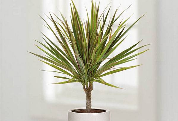 Dracaena en pot