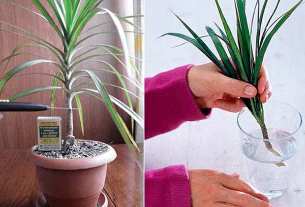 Propagation de dracaena à l'aide de boutures apicales